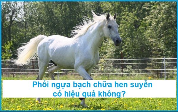 Phổi ngựa chữa hen phế quản 