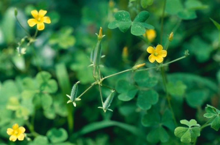 cây chua me đất chữa ho có đờm