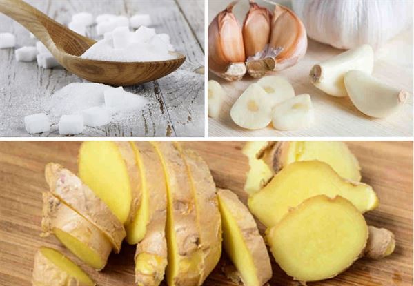 Tỏi, gừng và đường trắng – bộ 3 kết hợp trong điều trị viêm phế quản