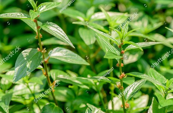 Cây bọ mắm giảm ho tốt trong viêm phế quản