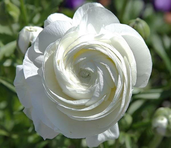 Hoa hồng bạch và tác dụng chữa viêm phế quản không ai ngờ!