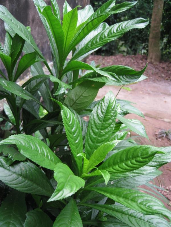 Chữa viêm phế quản nhờ cây xương sông trong vườn nhà