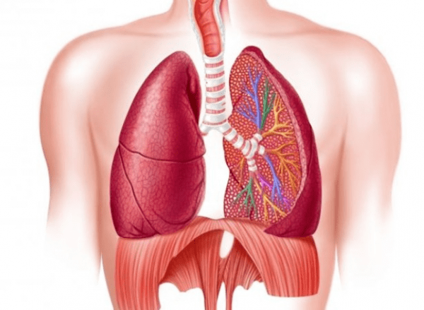 Bệnh phổi tắc nghẽn mạn tính