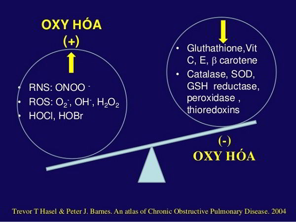 các chất chống oxy hóa