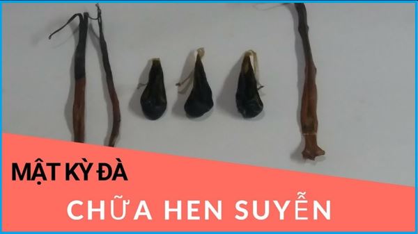 Cách dùng mật kỳ đà chữa hen suyễn