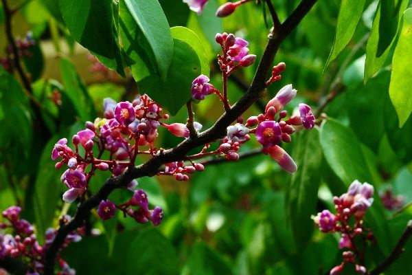 Chọn bông khế trị ho