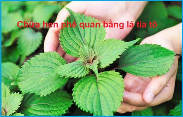 chữa hen phế quản bằng lá tía tô