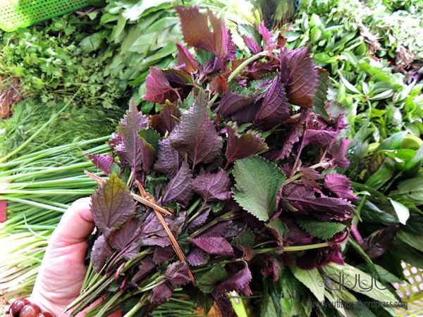 chữa ho băng lá tía tô