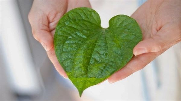 chữa ho bằng lá trầu không
