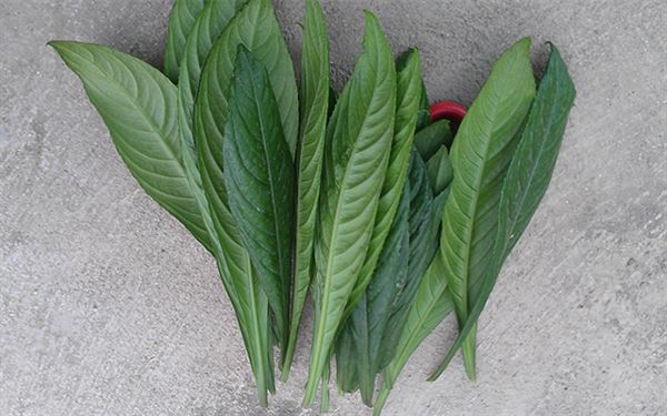 chữa ho băng lá xương sông