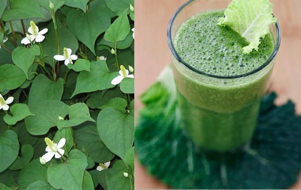 chữa viem phế quản bằng rau diếp cá