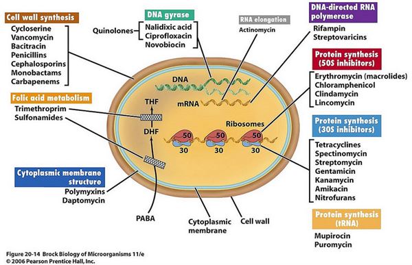 Cơ chế tác dụng của các nhóm kháng sinh