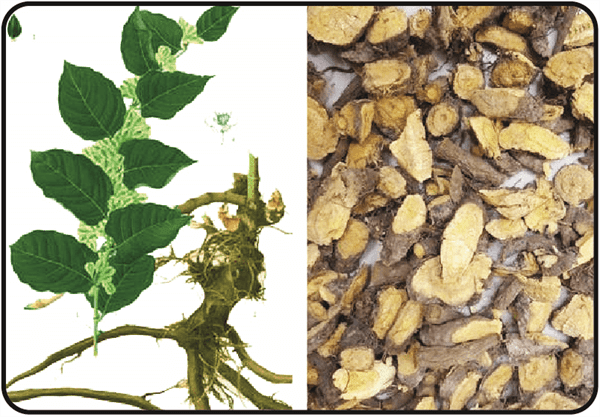 cốt khí củ chữa viêm phế quản