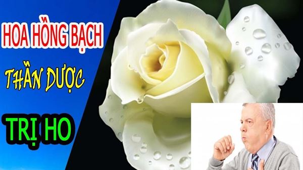 Hoa hồng bạch chữa ho