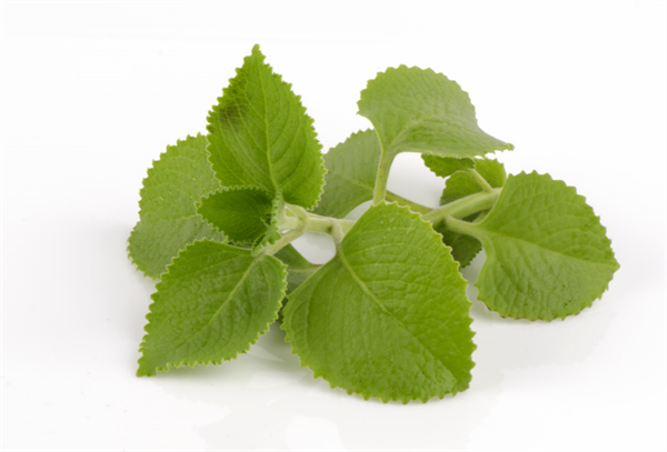 Húng chanh chữa ho