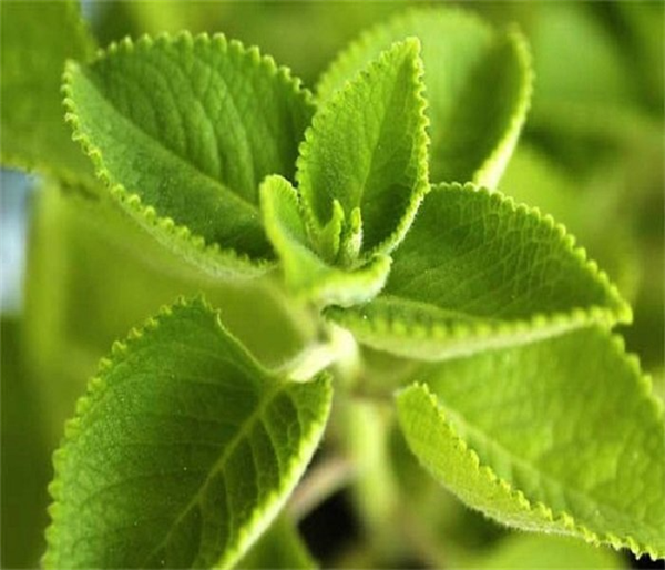 Húng chanh và hoa đu đực trị ho hiệu quả