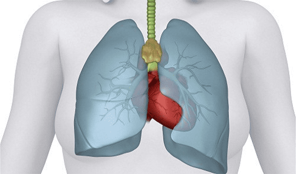 Khó thở tim đập nhanh do bệnh lý phổi