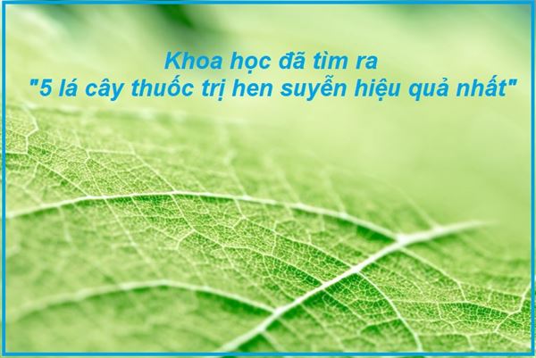 lá cây trị hen suyễn