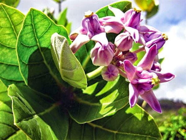 lá hen phòng ngừa đợt cấp COPD