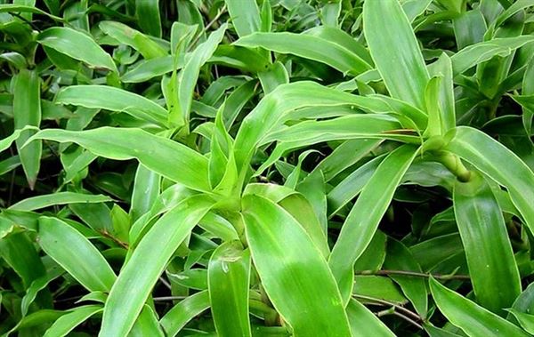 Lá lược vàng chữa ho