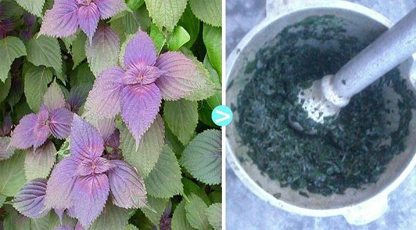 lá tía tô diệt khuẩn long đờm, chữa ho