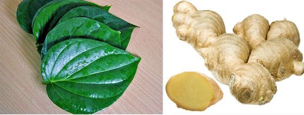 lá trầu không chữa ho kết hợp với gừng
