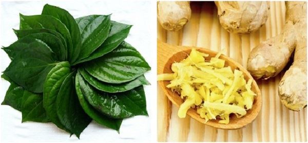 lá trầu không chữa viêm phế quản