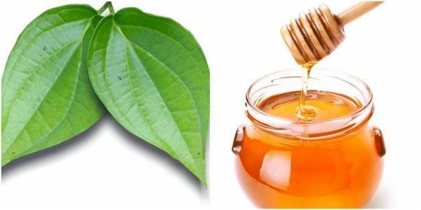 lá trầu không mật ong chữa viêm phế quản mạn tính