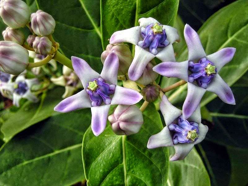 cây lá hen trong bảo khí khang