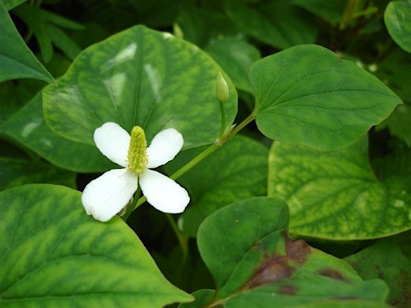 rau diếp cá trị viêm phế quản mạn