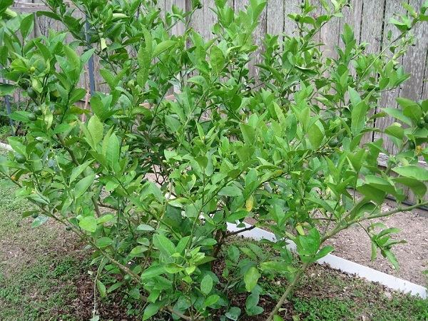 rễ chanh giảm ho