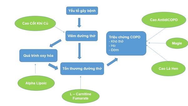 tác dụng của bảo khí khang trên bệnh COPD