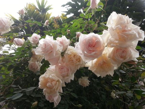 trị ho băng hoa hồng bạch