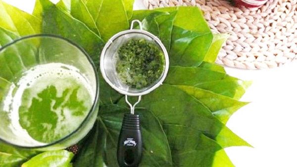 trị ho bằng lá trầu không