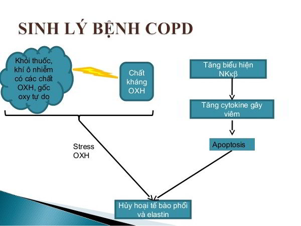 vai trò chất chống oxy hóa trong bệnh copd