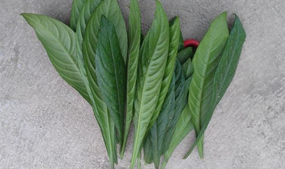 Ai ngờ được lá xương sông chữa ho lại hiệu quả đến thế!