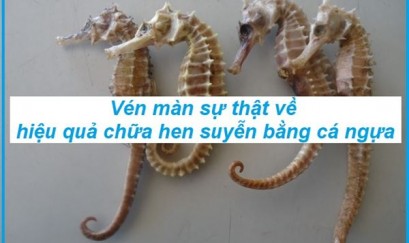 Cá ngựa chữa hen suyễn - Vị thuốc quý từ biển cả