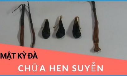 Cách dùng mật kỳ đà chữa hen suyễn có hiệu quả như kỳ vọng?