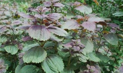 Chữa bệnh hen phế quản bằng thuốc nam hiệu quả nhất