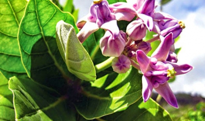 Lá hen - Khắc tinh của bệnh hen suyễn, viêm phế quản mạn, COPD