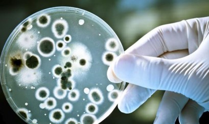 hen phế quản bội nhiễm