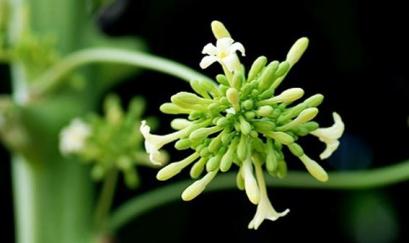 Hoa đu đủ đực chữa ho