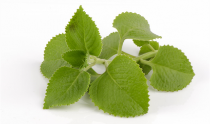 Mẹo trị ho bằng lá húng chanh