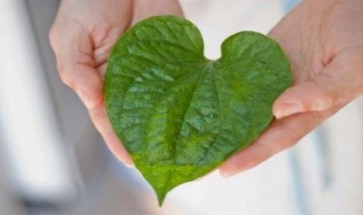 Không phải ai cũng biết những cách chữa ho bằng lá trầu không này!