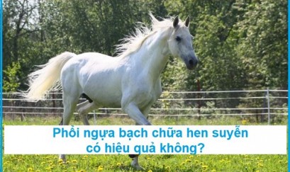 Phổi ngựa chữa hen phế quản có hiệu quả như kỳ vọng?