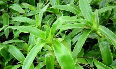 Dùng lá lược vàng chữa ho thế nào?