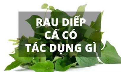 Hưỡng dẫn cách sử dụng rau diếp cá trị ho hiệu quả nhất