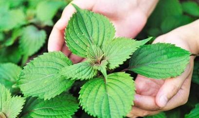 Công dụng trị ho tuyệt vời của lá tía tô