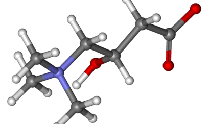 L-Carnitine fumarate - Chất chống oxy hóa
