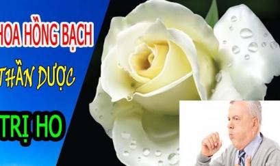 Hoa hồng bạch chữa ho có tốt không?